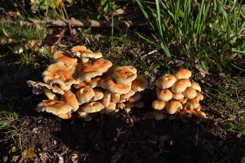 Съедобные грибы осени