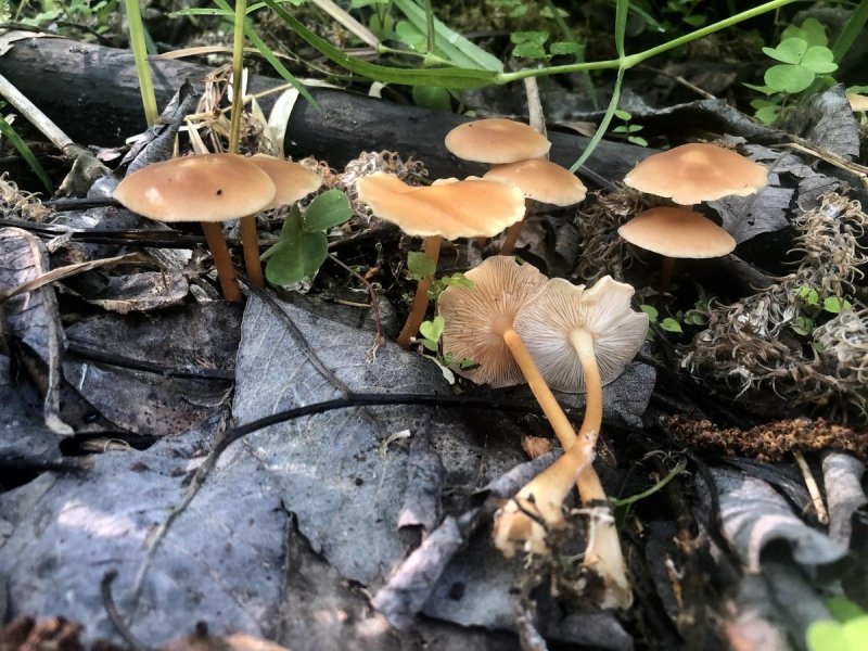 Осенние грибы в Сосновом лесу