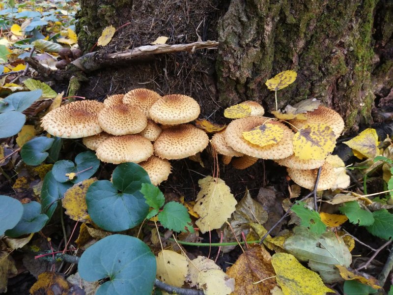 Съедобные грибы грибы Подмосковья