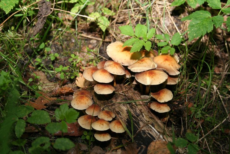 Весенние грибы Подмосковья