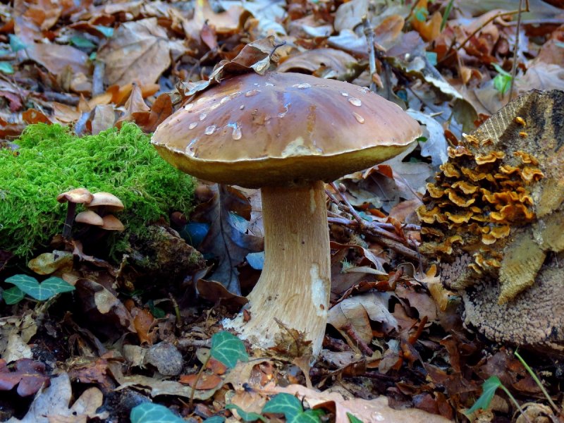Осенние грибы Подмосковья съедобные в октябре