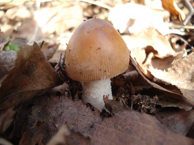 Осенние грибы названия