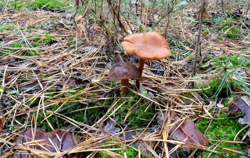 Поздние осенние грибы съедобные