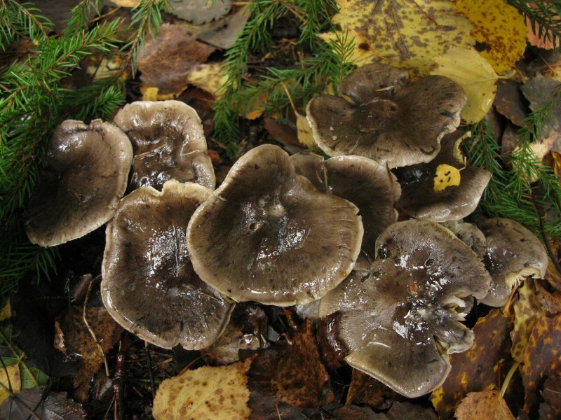 Осенние грибы съедобные рядовки
