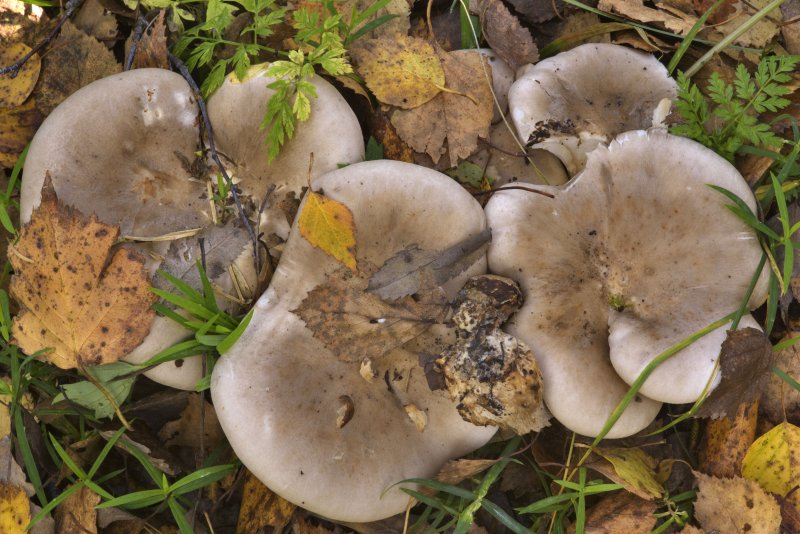 Осенние грибы рядовки