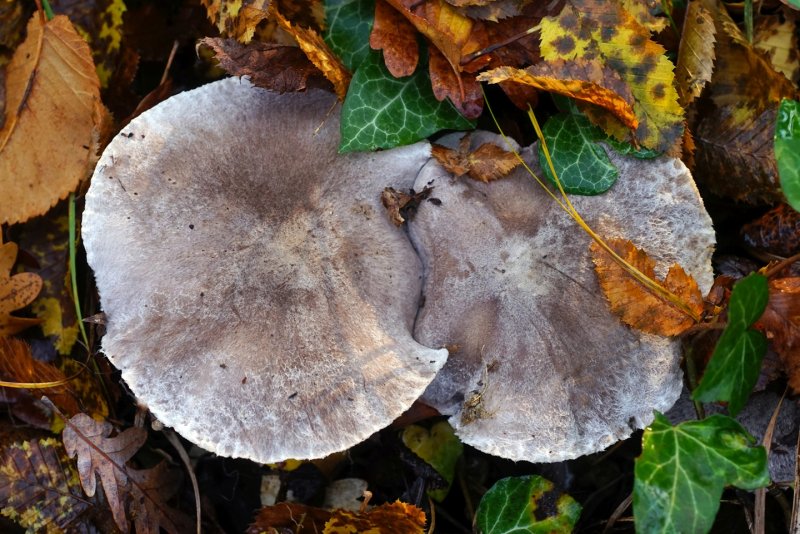 Осенние грибы съедобные рядовки