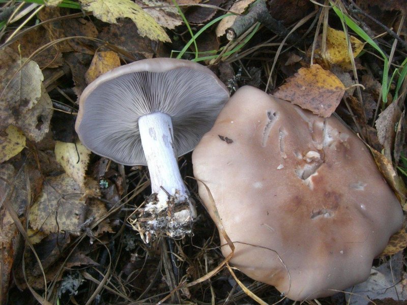 Ложные рядовки грибы