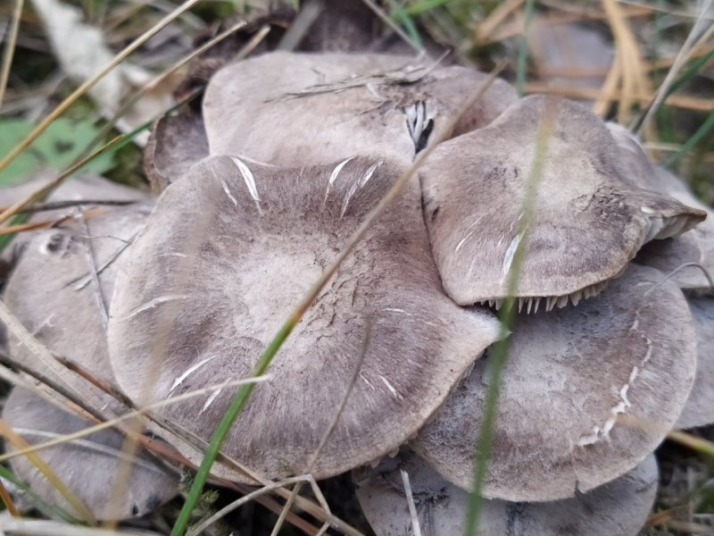 Осенние грибы серенькие