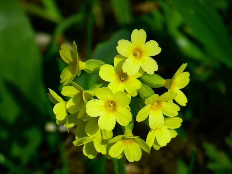 Примула Весенняя (Primula veris)