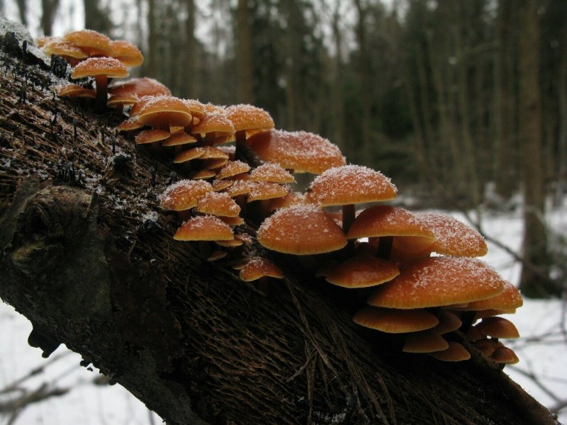 Зимний гриб фламмулина бархатистоножковая