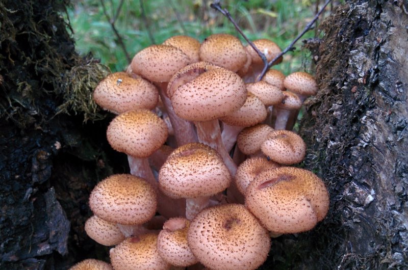 Фламулинки грибы