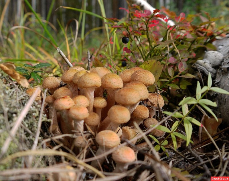 Опята грибы виды