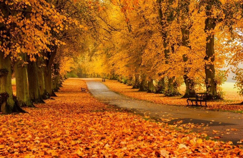 Золотая осень фото красивые