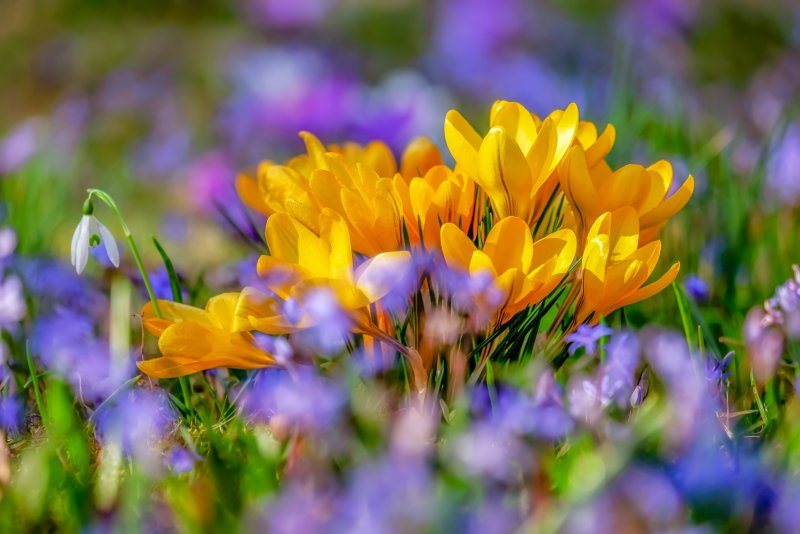 Весенние цветы гиацинты