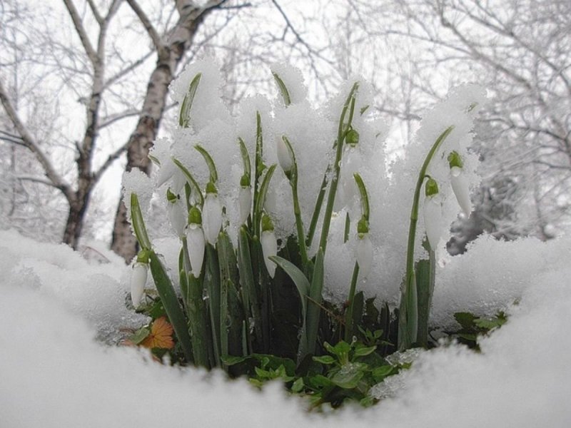 Середина зимы скоро Весна
