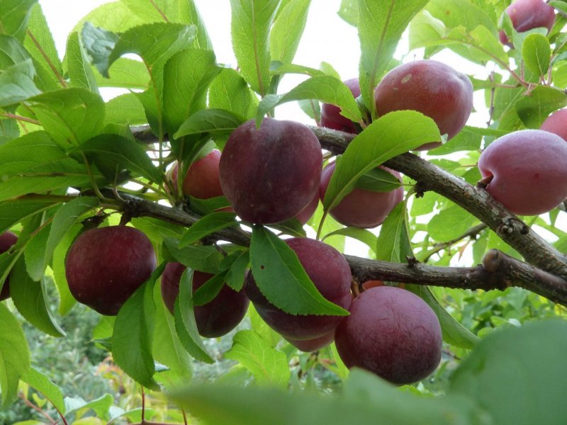 Мара плодовое дерево