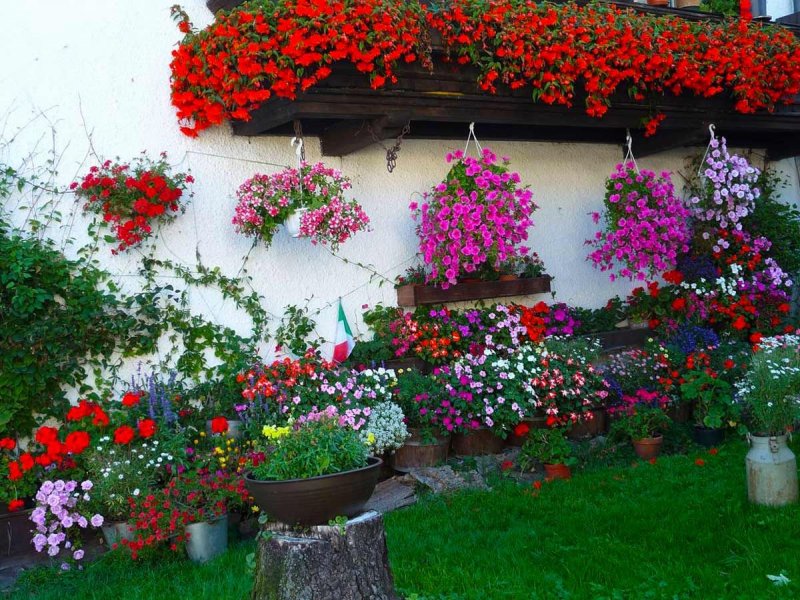 Украсить двор цветами