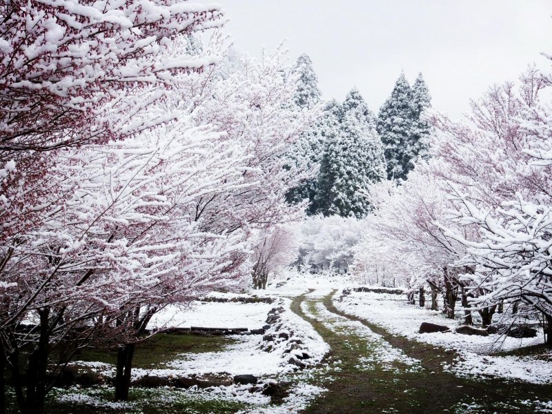 Сакура зимой Япония Ниигата