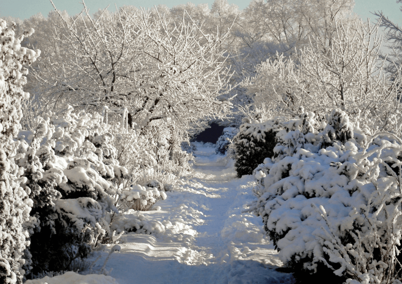 Сад под снегом