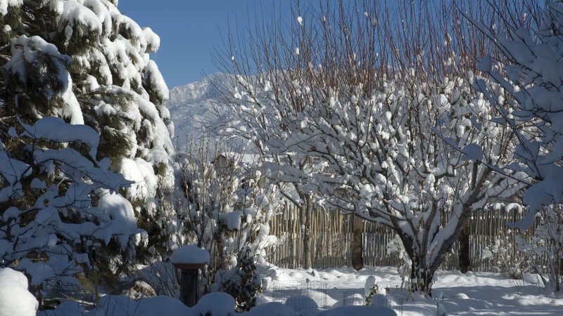Сад под снегом