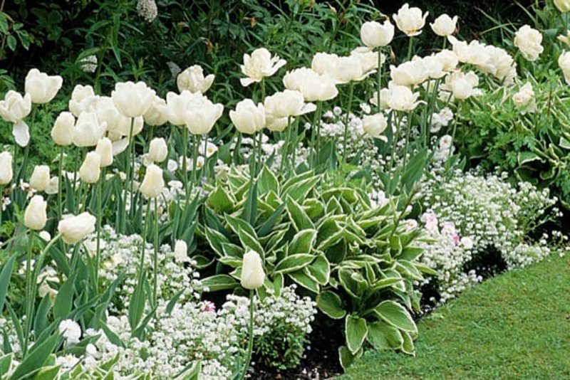 Монохромный белый сад