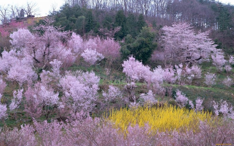 Цветущая Яблоневый сад