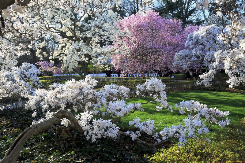 Парк Коломенское Яблоневый сад цветут