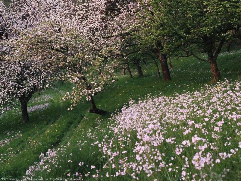 Цветущая Яблоневый сад