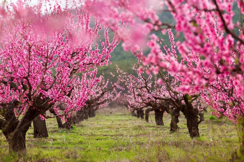 Цветущий Яблоневый плодовый сад