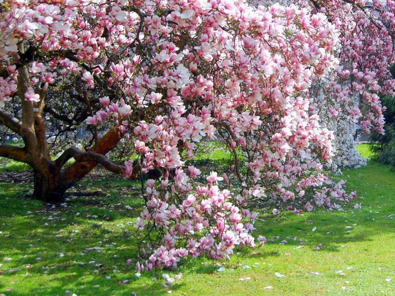 Майский Цветущий Яблоневый сад