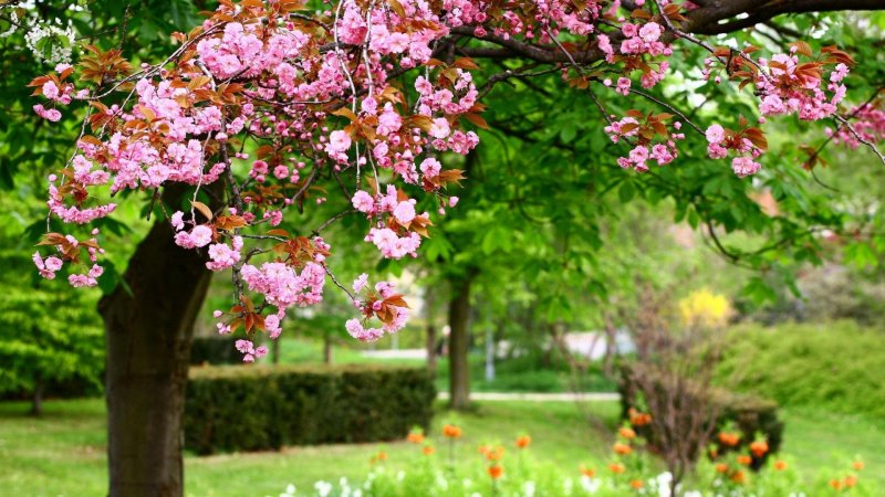Бахчисарайский персиковый сад