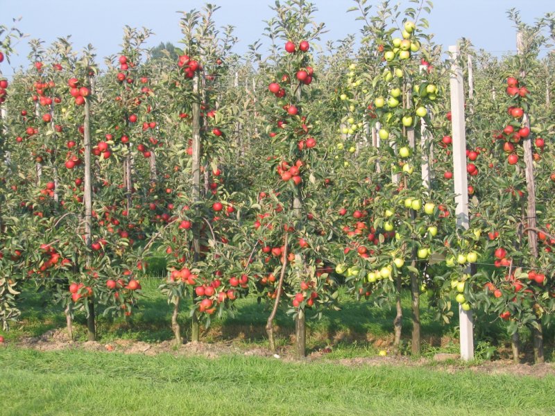 Яблони штамбовые и колоновидные