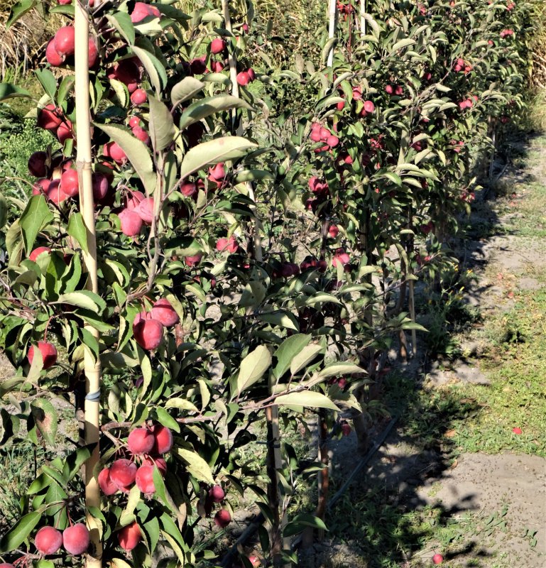 Яблони колоновидные изгородь