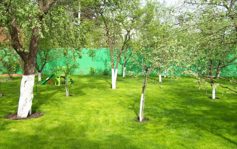 Сад плодовых деревьев на участке