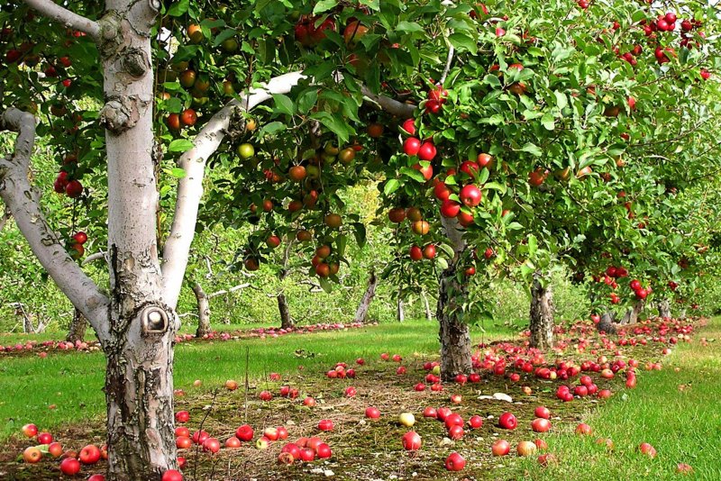 Яблоня с цветами и плодами