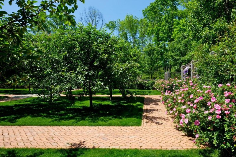 Яблоневый сад в ландшафте дачного участка