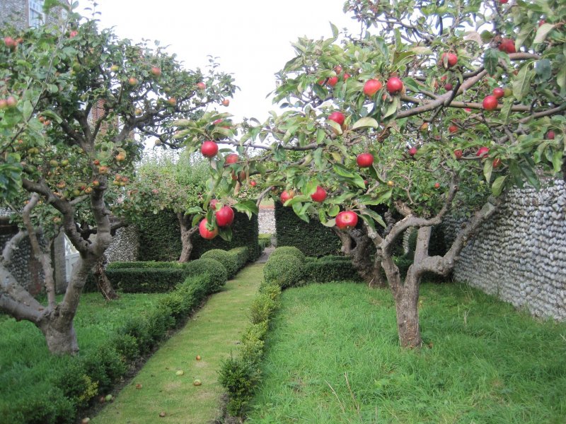 Сад с фруктовыми деревьями на участке