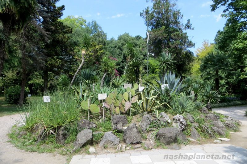 Абхазия Сухум Ботанический сад столовая