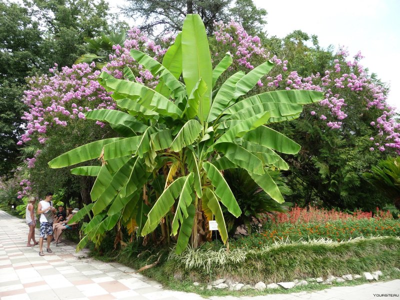 Ботанический сад в Сухуми Абхазия