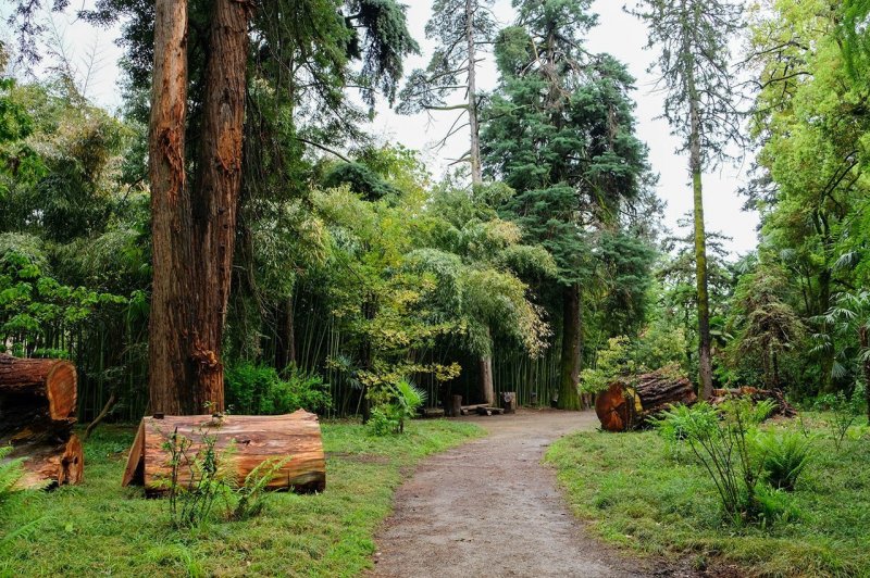 Сухумский Ботанический сад Абхазия липа