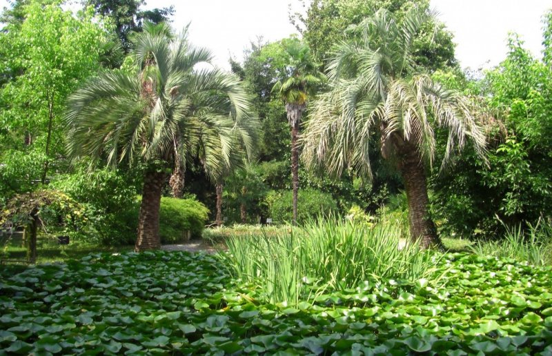 Ботанический сад Гагра