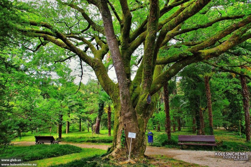 Сухумский Ботанический сад Абхазия