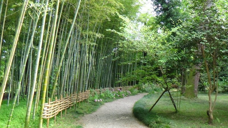 Абхазия Сухум бамбуковый сад