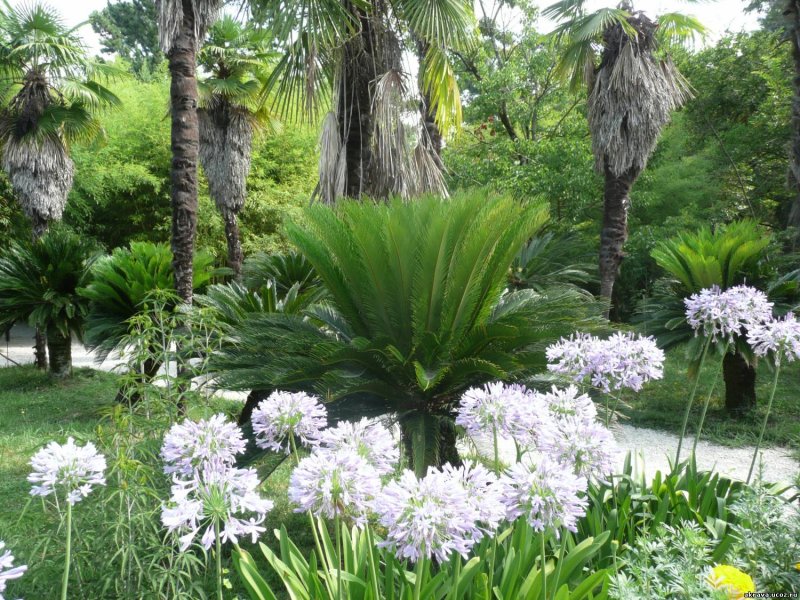 Ботанический сад Абхазия цветы