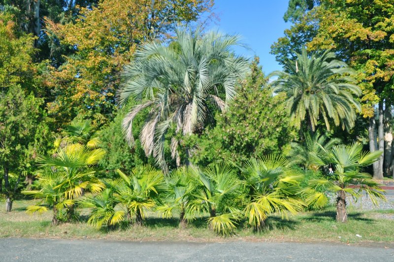 Сухум Абхазия Ботанический сад 2022