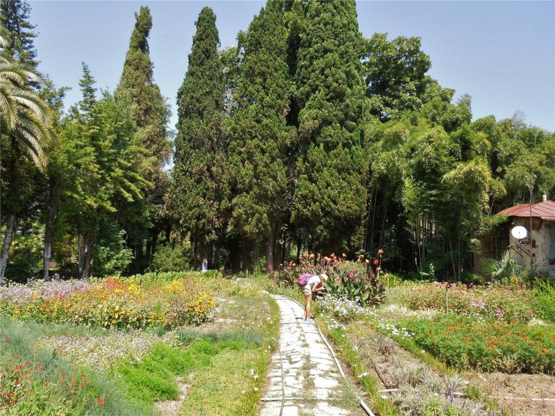 Ботанический сад Сухум Абхазия черно белая