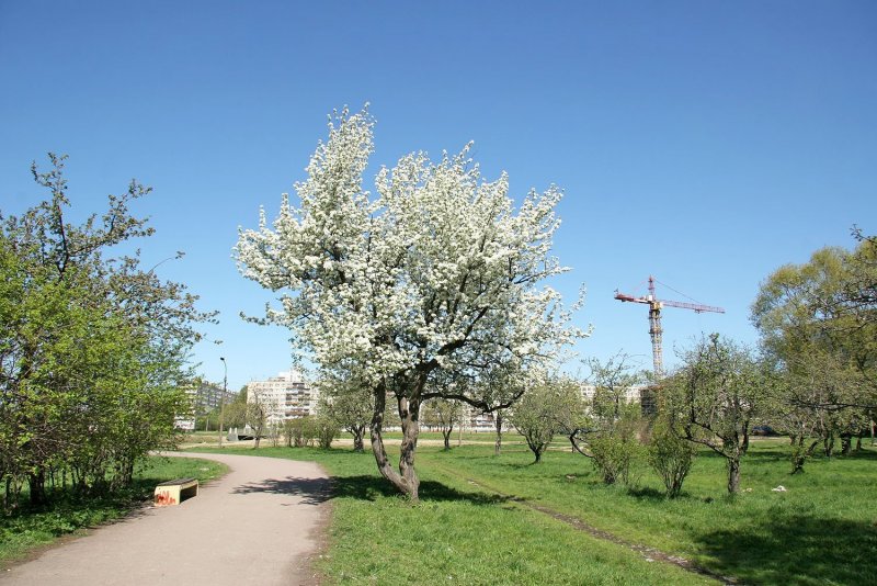 Яблоневый сад СПБ Купчино Фрунзенский