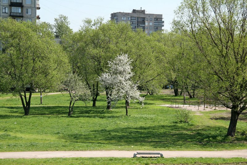 Яблоневый сад СПБ Фрунзенский район
