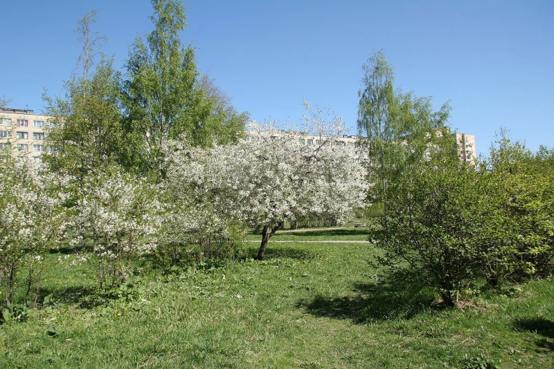 Яблоневый сад в Купчино