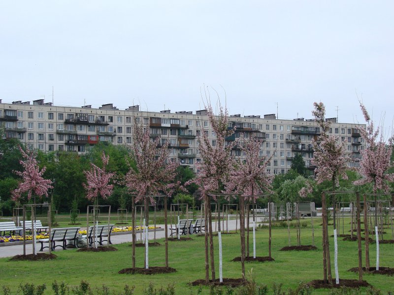 Яблоневый сад Екатерининский парк
